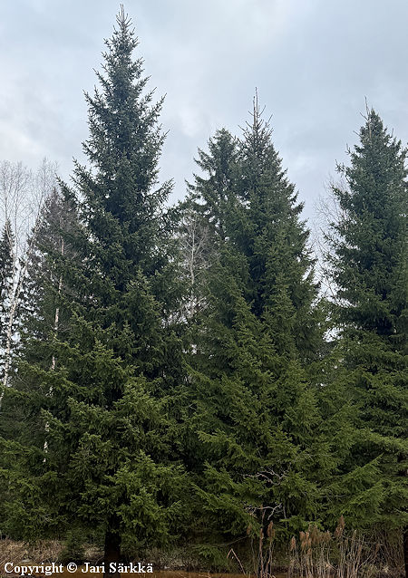 Picea abies, mets�kuusi